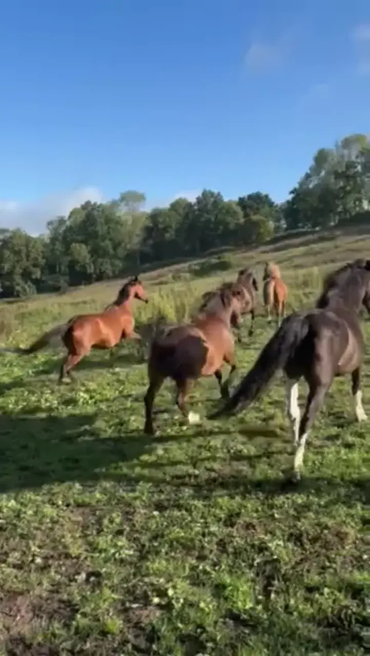 Les chevaux au pr&eacute;